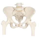 Pánevní kostra, ženská s pohyblivými hlavami stehenní kosti