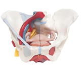 Ženská pánev s vazy, cévami, nervy, pánevním dnem a orgány