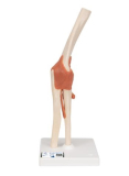 Model ľudského lakťového kĺbu s väzbami a označenou chrupavkou