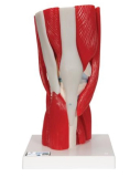 Model lidského kolenního kloubu s odnímatelnými svaly, 12 částí