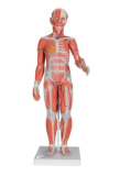Kompletní postava se svaly a vnitřními orgány, dvojí pohlaví, 33 částí