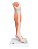 Model dolnej svalovej nohy v životnej veľkosti s odnímateľným kolenom, 3 časti