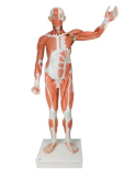 Mužská postava se svaly v životní velikosti, 37 částí