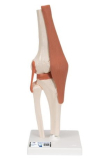 Model lidského kolenního kloubu s vazbami