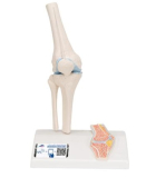 Mini model lidského kolenního kloubu s průřezem