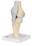 Model lidského kolenního kloubu, 3 části