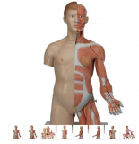 Torzo těla dualsex s rukou a svaly - 33 částí