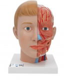  Model lidské hlavy a krku - 4 části
