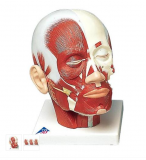 Model lidské hlavy se svaly