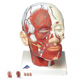  Model lidské hlavy se svaly a cévami