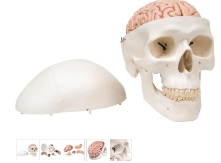 Klasický model lidské lebky s mozkem, 8 částí 