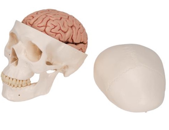 Klasický model lidské lebky s mozkem, 8 částí 