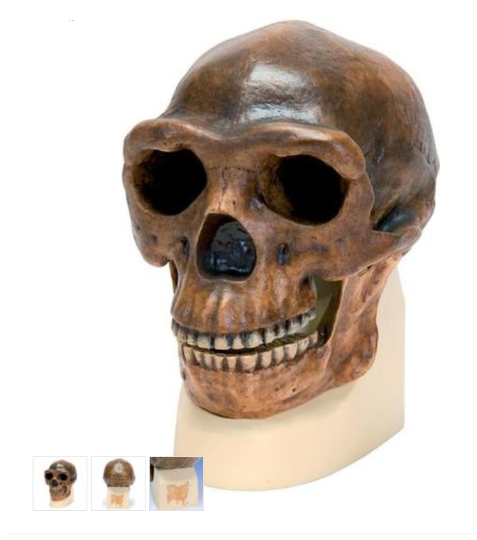 Anthropological Skull Model - Sinanthropus