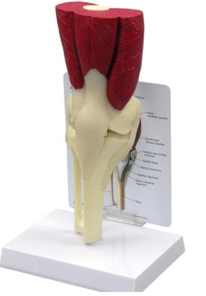 Model svalnatého kolena