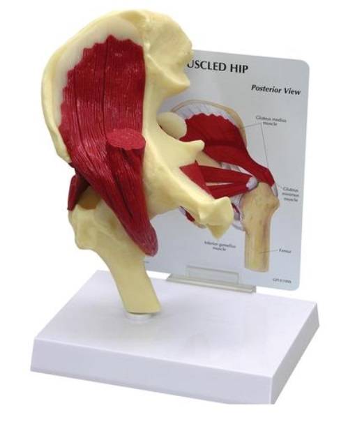 Model svalnatých boků