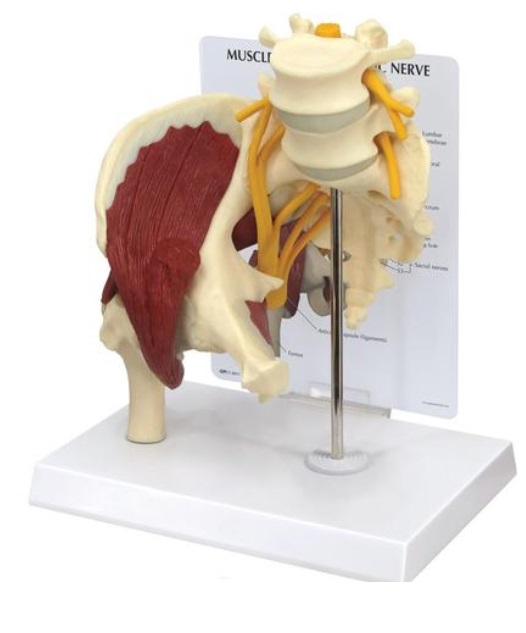 Model svalnatého boku se sedacím nervem