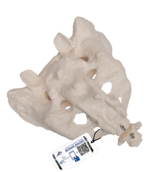 Model lidské křížové kosti a kostrče