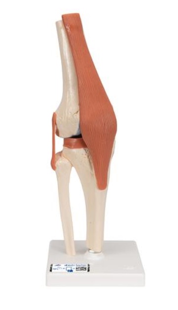 Model lidského kolenního kloubu s vazbami a označenou chrupavkou