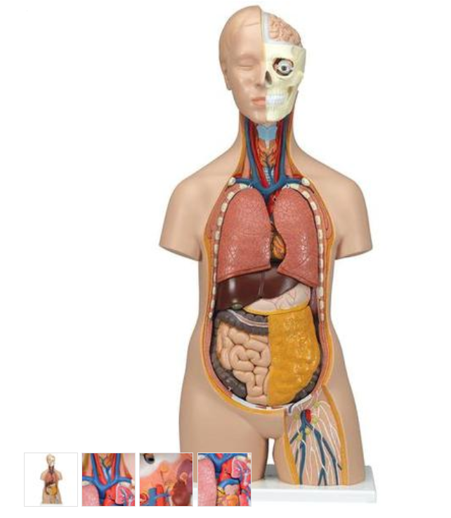 Torzo lidského těla Klasik Unisex - 12 částí
