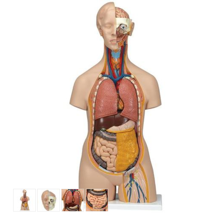 Torzo lidského těla Klasik Unisex - 14 částí