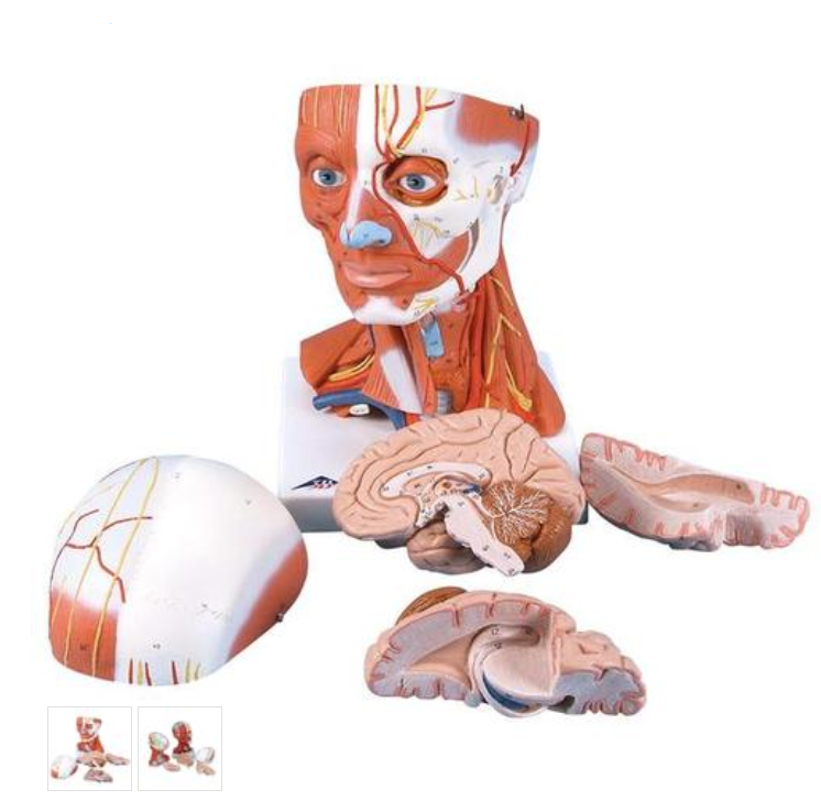 Model lidské hlavy a svaly krku - 5 částí