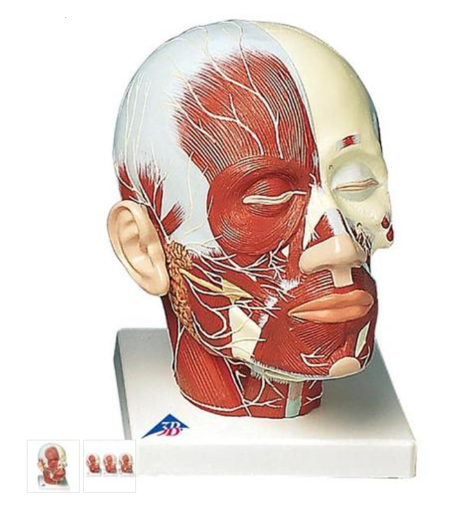 Model lidské hlavy se svaly a nervy