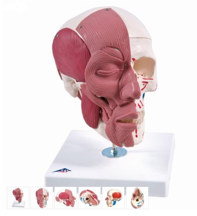 Model lidské hlavy s obličejovým a žvýkacím svalstvem