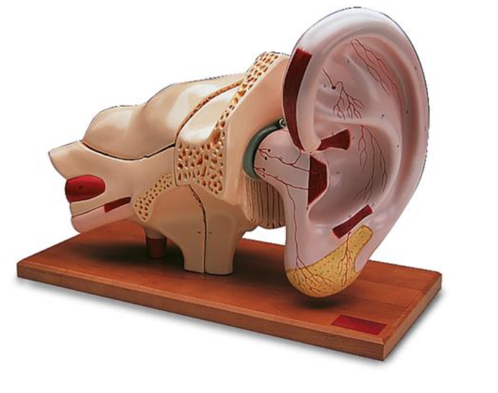 Model ucha, 5-krát životní velikosti, 8 částí
