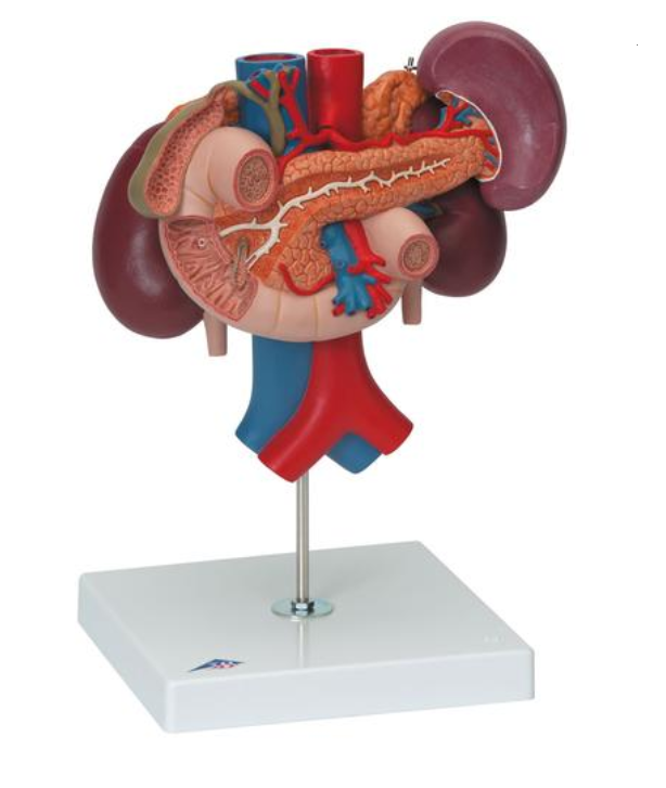 Ledviny se zadními orgány nadbřišku - 3 části