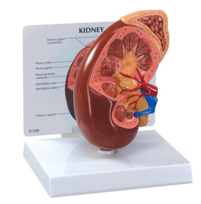 Normální model ledviny