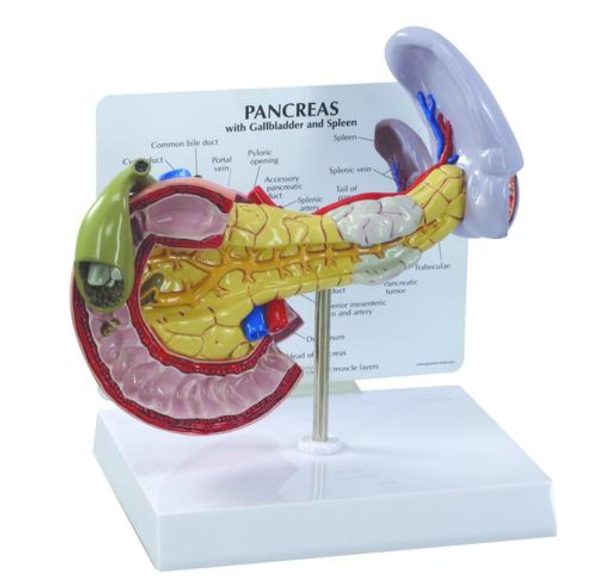 Model pankreatu