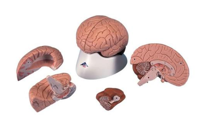 Model mozku, 4 části