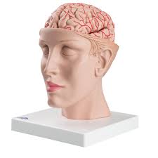 Mozek s artery na základně hlavy, 8 dílů