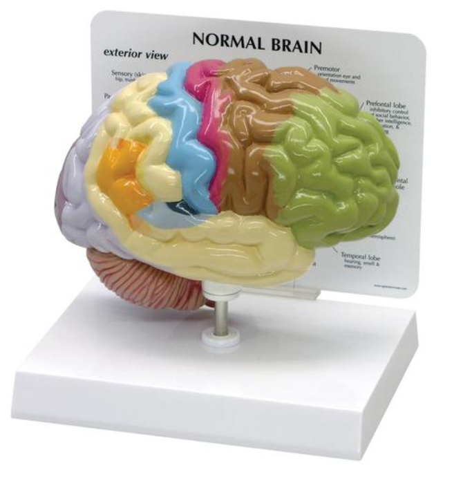 Model poloviny mozku
