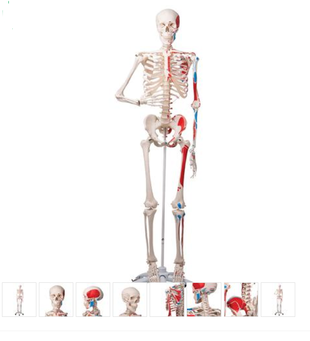 Skeleton Model with Painted Muscle Origins and Inserts - Max