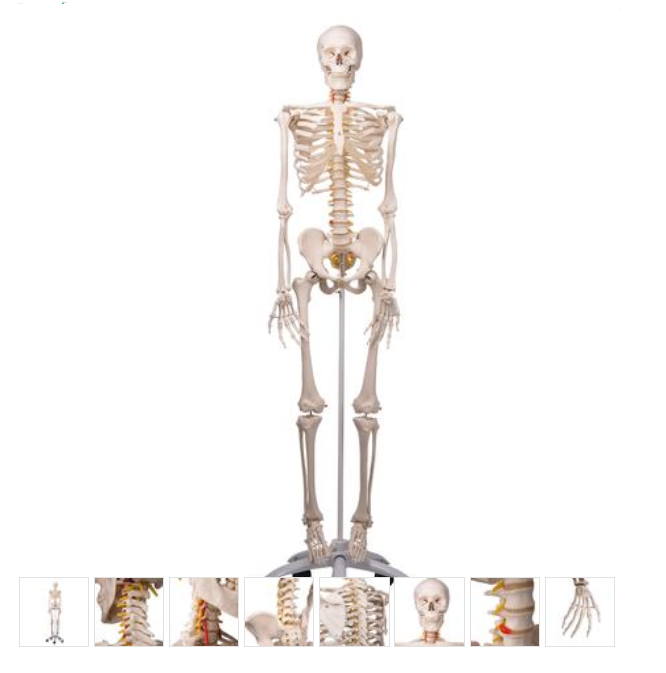 Flexible Skeleton Model - Fred