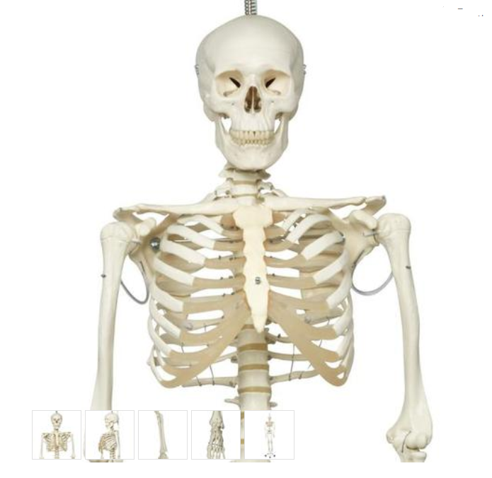 Physiological Skeleton Model - Phil - Hanging Stand
