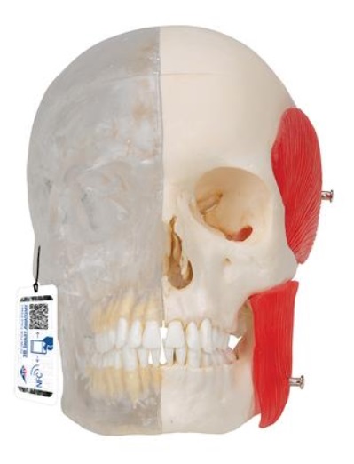BONElike™ Human Skull Model, Half transparent and Half Bony, 8 part