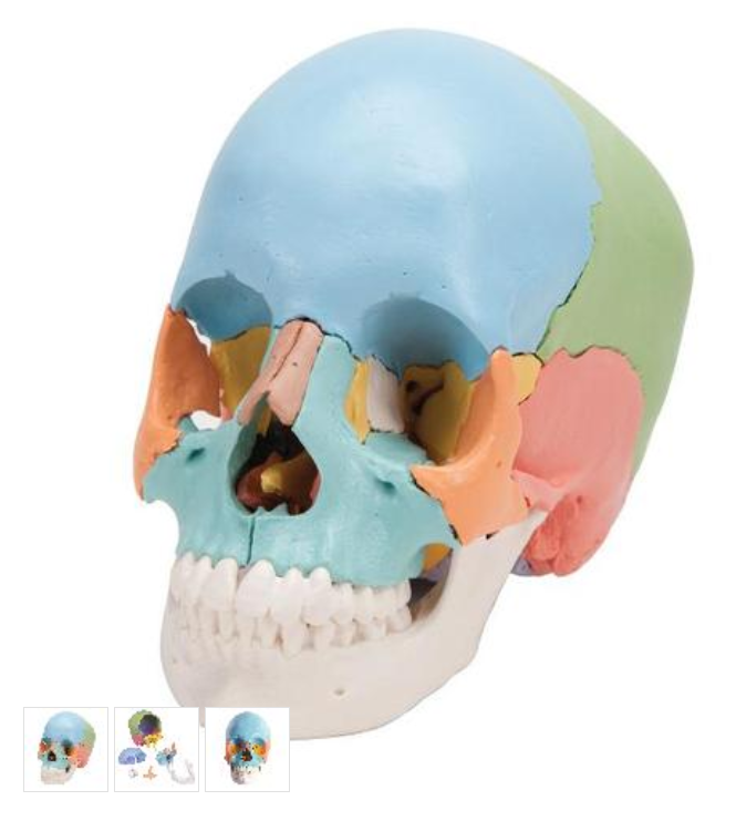 Beauchene Adult Human Skull Model - Didactic Colored Version, 22 part