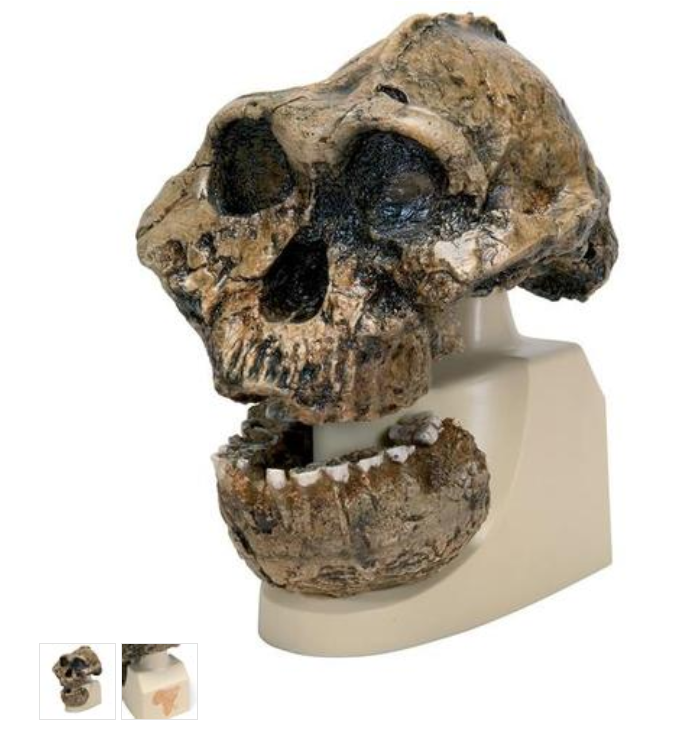Anthropological Skull Model - KNM-ER 406, Omo L. 7a-125