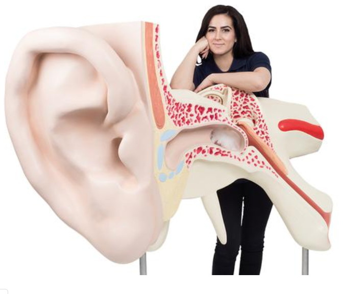 Největší model ucha na světě, 15-krát životní velikosti, 3 částí