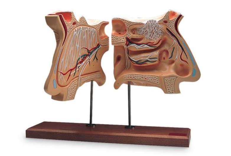 Model nosu a čichového orgánu, 4-krát životní velikosti