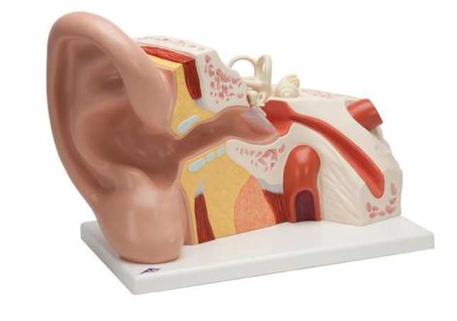 Model ucha, 5-krát životní velikosti, 3 částí