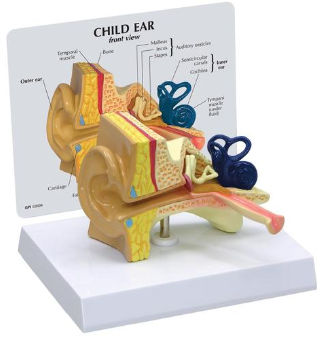Model dětského ucha