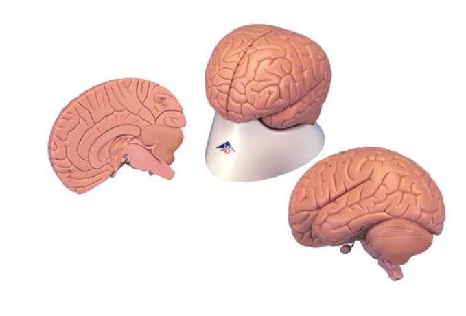 Úvodní model mozku, 2 části