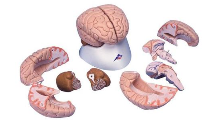 Model mozku, 8 částí