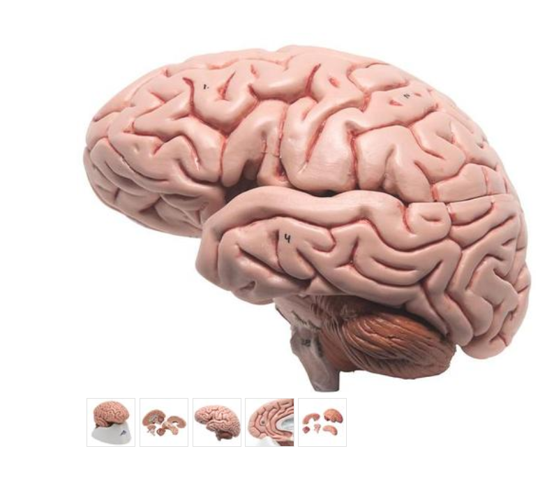 Klasický mozek, 5 částí