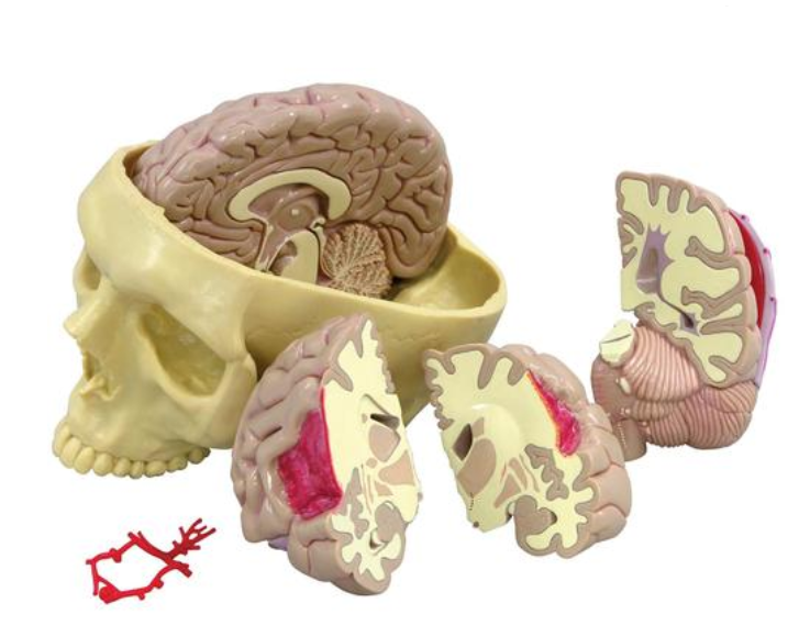 Model mozku