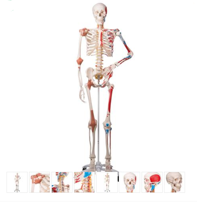 Skeleton Model with Muscles and Ligaments - Sam