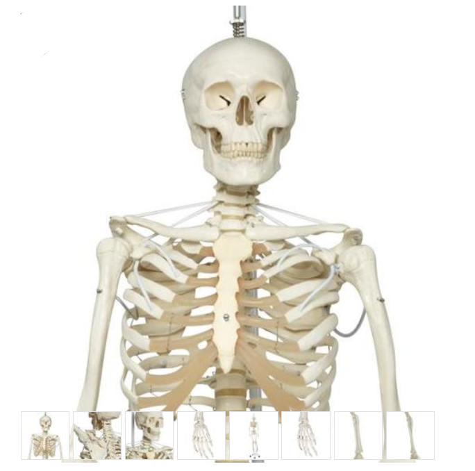 Functional Physiological Skeleton Model - Frank - Hanging Stand